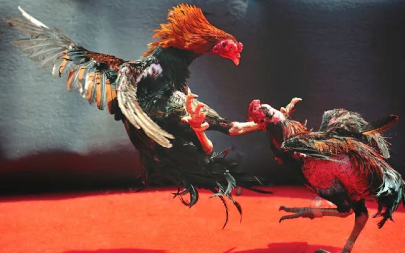 K.O hay “Knock Out” là thuật ngữ gà bị hạ gục hoàn toàn 